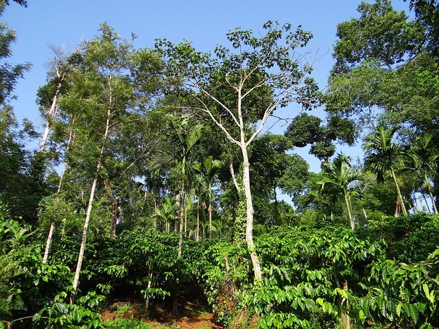 Леса кофейного дерева